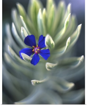 Oregon, Portland, Close-up of blue pimpernel bloom caught on euphorbia plant