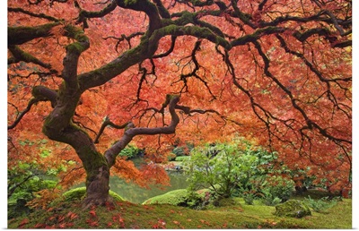 Oregon, Portland. Japanese maple tree next to pond at Portland Japanese Garden