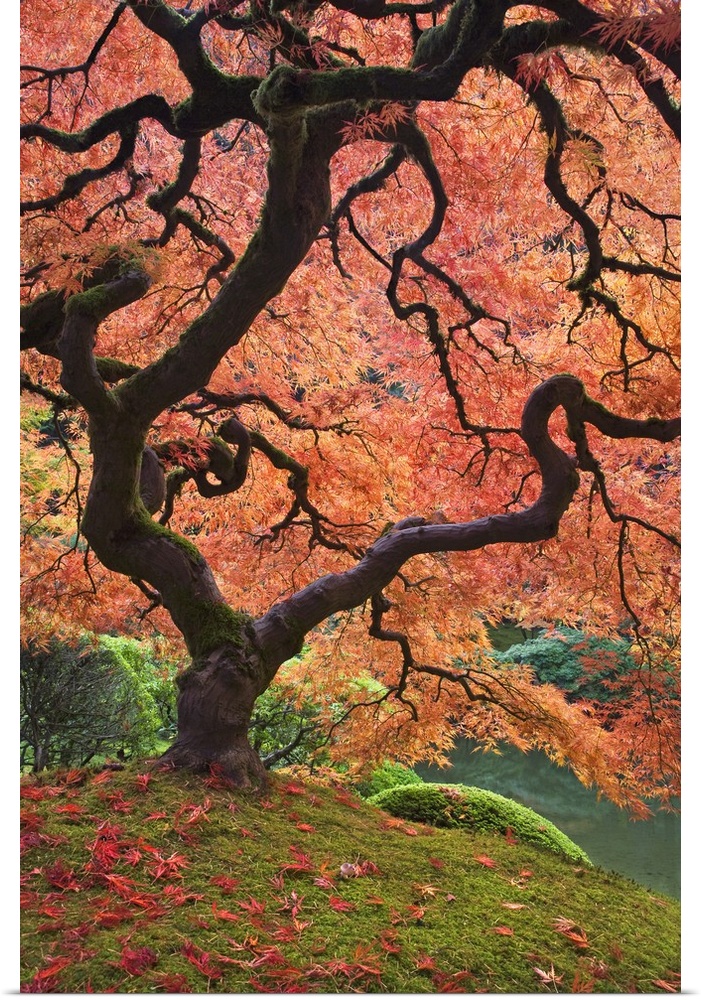 USA, Oregon, Portland. Japanese maple trees in autumn color at Portland Japanese Garden.