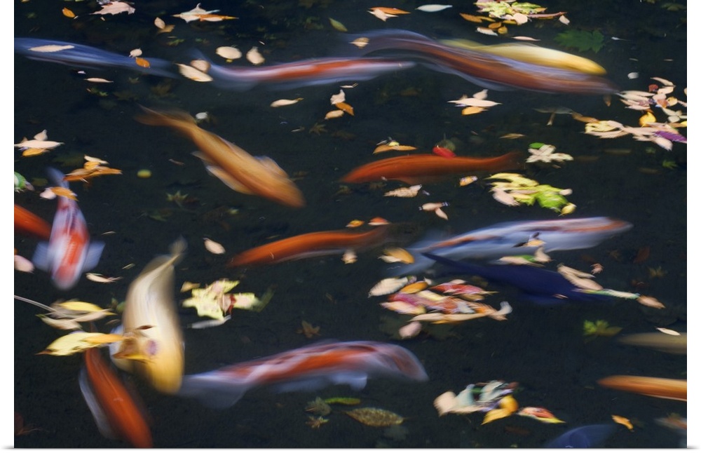 USA, Oregon, Portland. Koi fish in pond at Portland Japanese Garden.