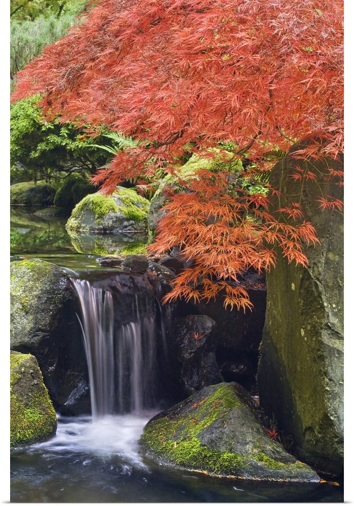 USA, Oregon, Portland. Waterfall and Japanese maple at  Portland Japanese Garden.