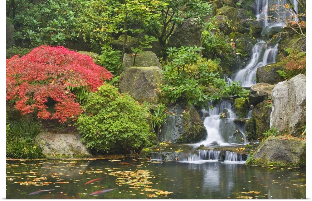 USA, Oregon, Portland. Waterfall flows into koi pond at Portland Japanese Garden.