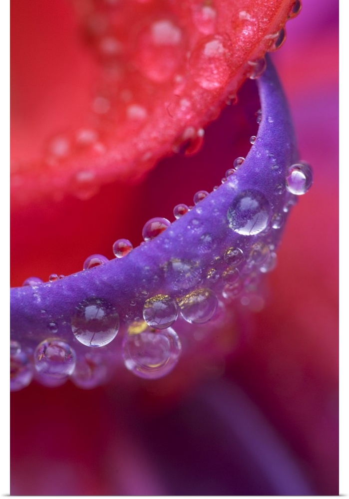 USA, Oregon, Shore Acres Gardens, pink and purple fuschia close-up with rain drops.