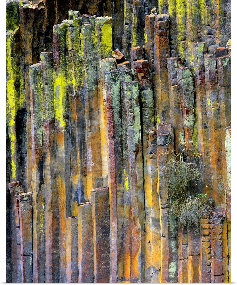 USA, Oregon, Umpqua National Forest, Lichen-covered columnar basalt formation.