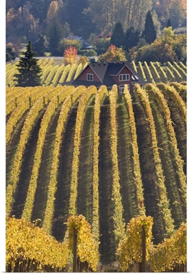 Oregon, Willamette River Valley. Vineyard patterns and buildings of Sokol Blosser Winery