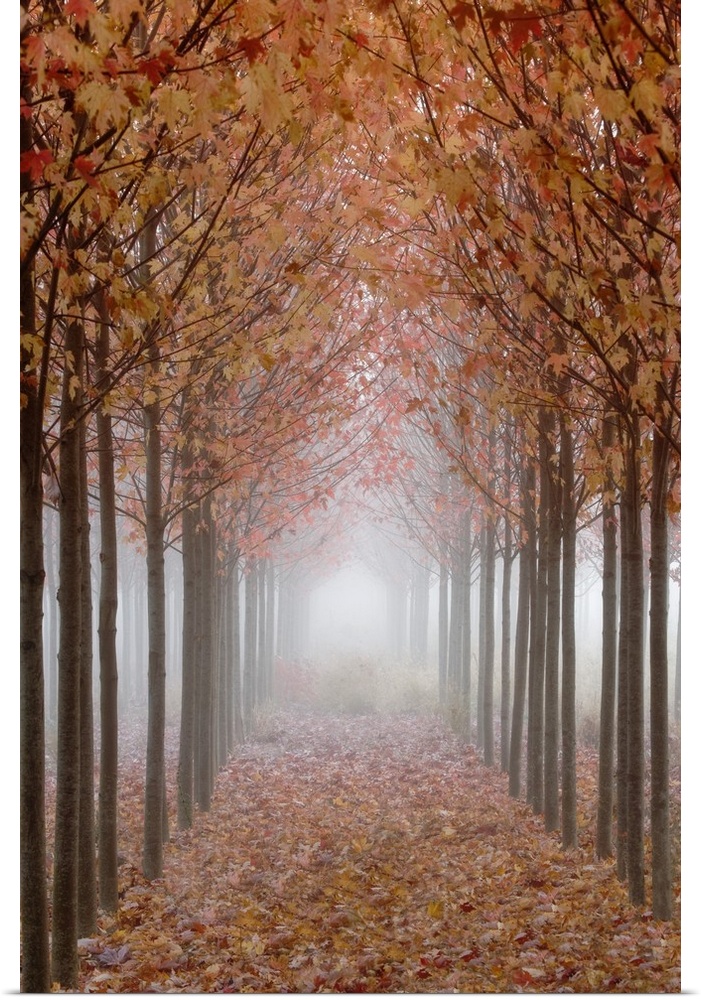 USA, Oregon, Willamette Valley. Rows of autumn-colored maple trees form pathway in fog.