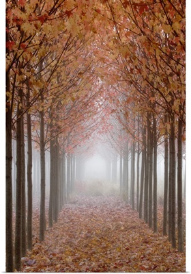 Oregon, Willamette Valley. Rows of autumn-colored maple trees form pathway in fog