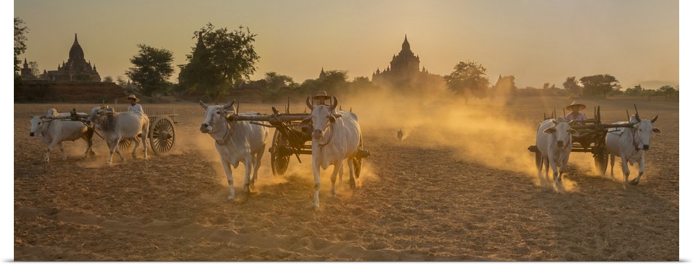 Oxcarts at work on a farm in Bagan, Myanmar