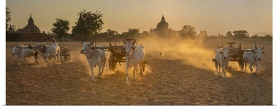 Oxcarts At Work On A Farm In Bagan, Myanmar