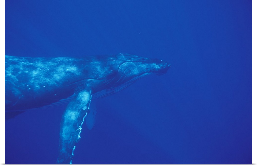 Pacific Ocean.Humpback whale (Megaptera novaengliae)