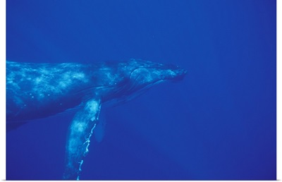 Pacific Ocean. Humpback whale