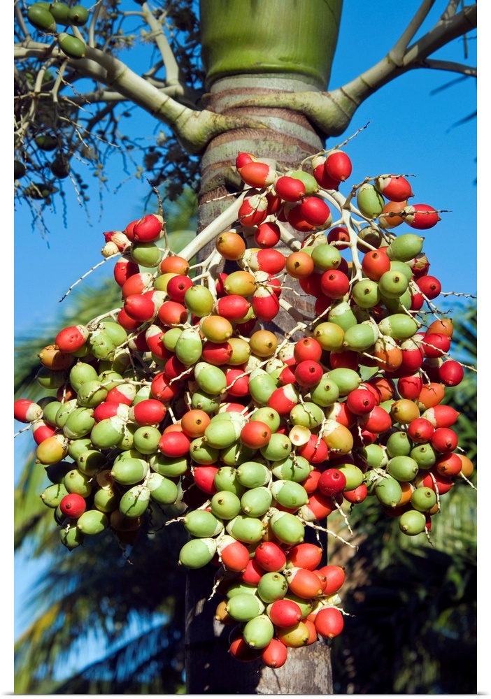 Palm fruits, Antigua, West Indies, Caribbean, Central America