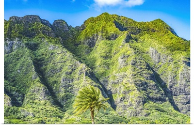 Palm Tree, Ko'Olau Regional Park, North Shore, Oahu, Hawaii