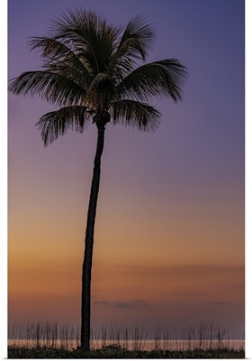 Palm Tree Silhouetted Against The Sunrise On Sanibel Island, Florida, USA