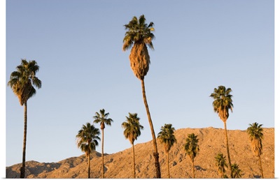 Palm trees and the San Jacinto Mountains in Palm Springs, California, USA