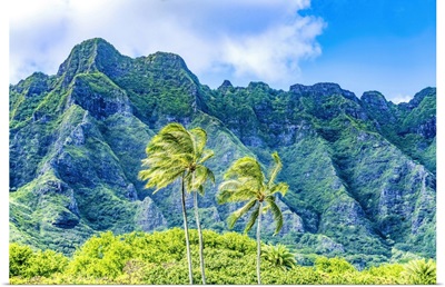 Palm Trees, Ko'Olau Regional Park, North Shore, Oahu, Hawaii
