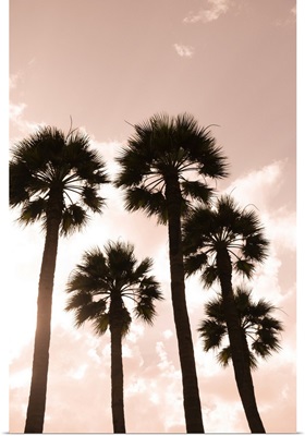 Palm Trees, Luxor, Egypt