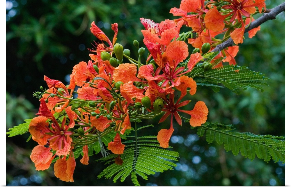 Panama City, Panama, Royal Poinciana (Delonix regia), or Flamboyant Tree flowering in the park at Punta Culebra, visitor c...