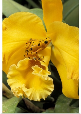 Panama, El Nispero Region, Golden Frog on Yellow Bird Orchid