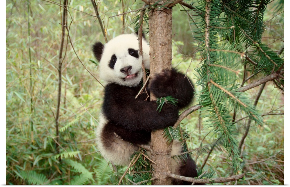 Panda cub playing on tree, Wolong, Sichuan, China.
