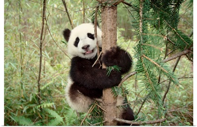 Panda Cub Playing On Tree, Wolong, Sichuan, China