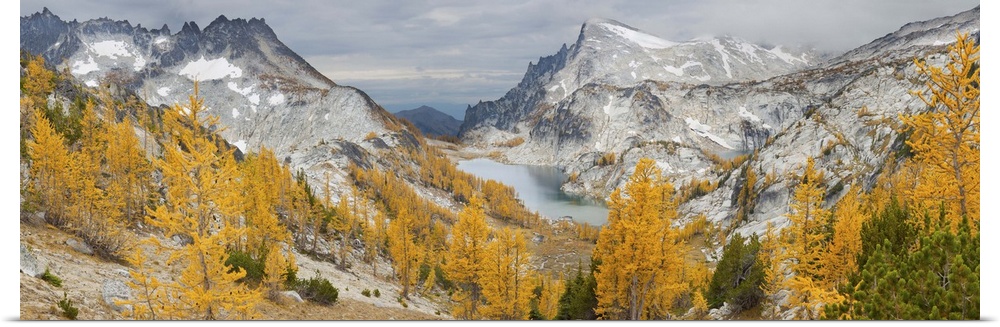 Washington, Alpine Lakes Wilderness Enchantments. Panorama of golden larch (Larix lyallii) from Prusik Pass, with McClella...