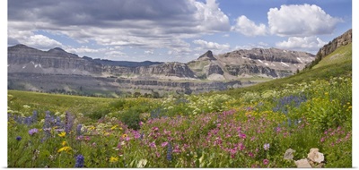 Panoramic of Indian Paintbrush and monkey flowers, Alaska Basin, Idaho