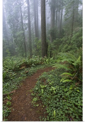 Path through the giant redwood trees shrouded in fog, Redwood National Park, California