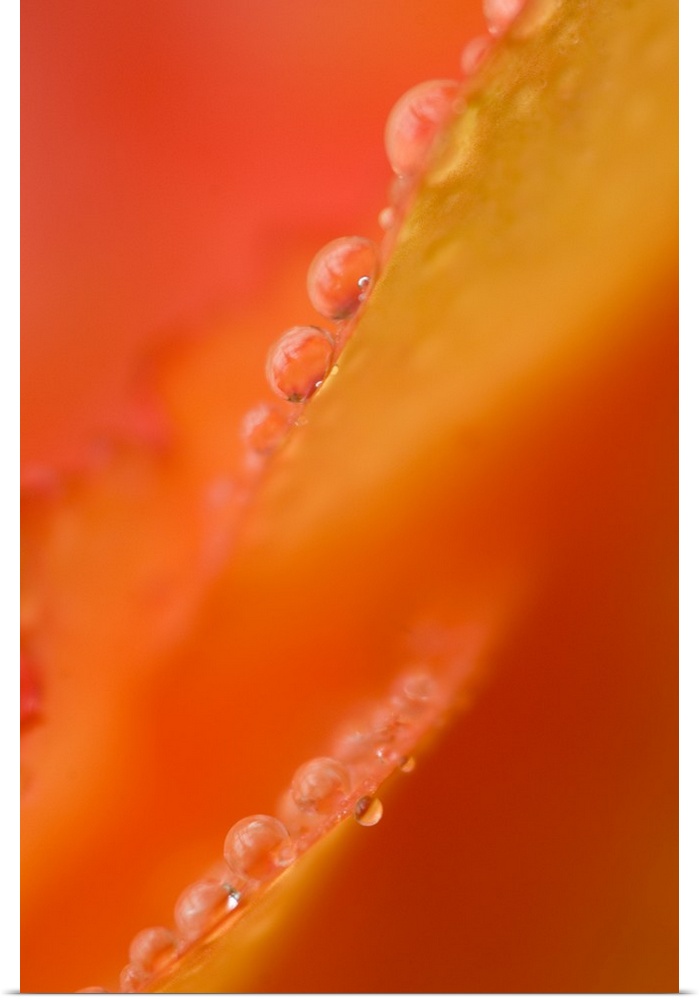 Petals with dew drops close-up.