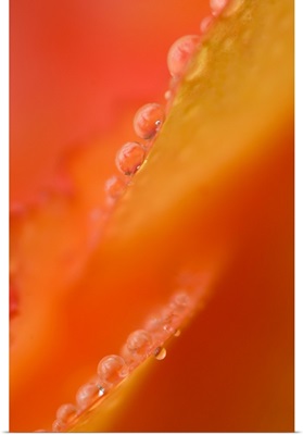 Petals with dew drops close-up