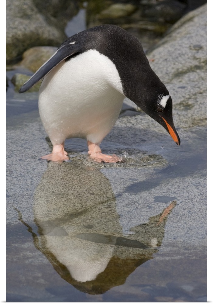 Petermann Island, Antarctica. Gentoo Penguin looking at reflection.