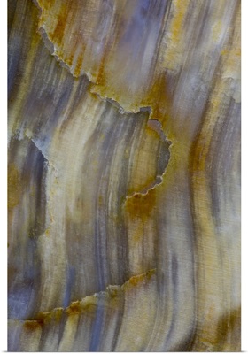 Petrified Wood close-up