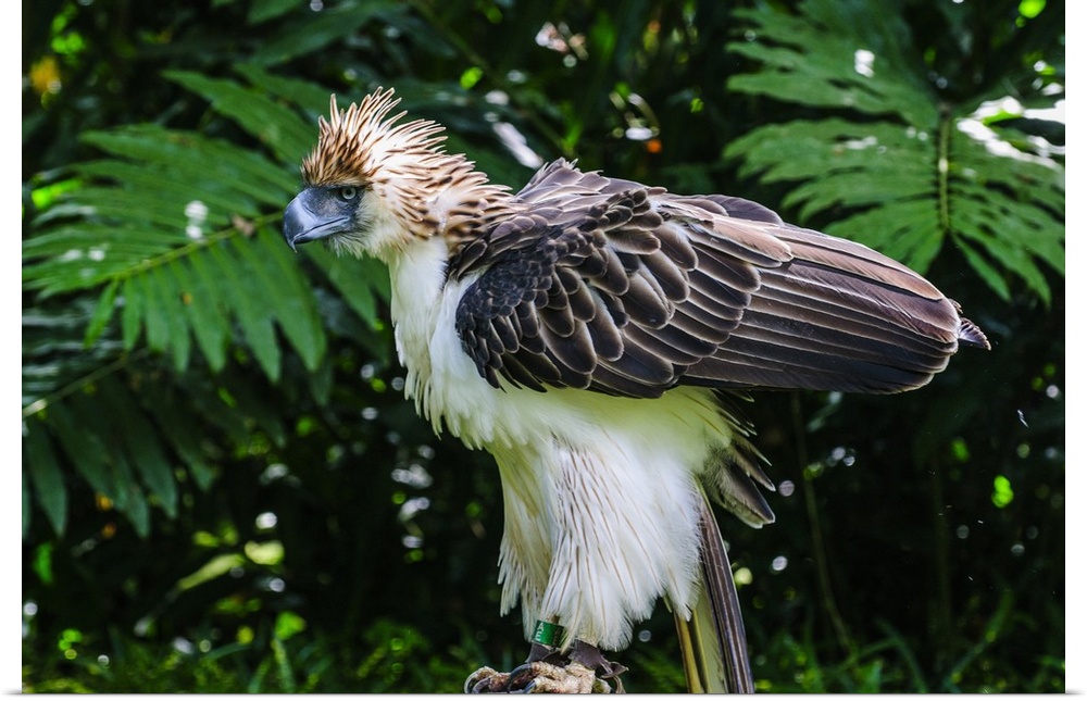 Philippine Eagle, also known as the Monkey-eating Eagle, Davao, Mindanao, Philippines.