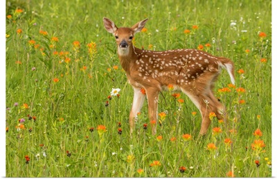 Pine County, Captive Fawn