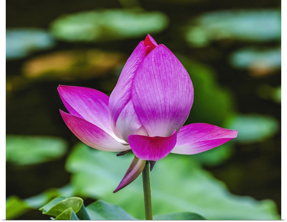 Pink lotus blooming, Temple of the Sun, Beijing, China.