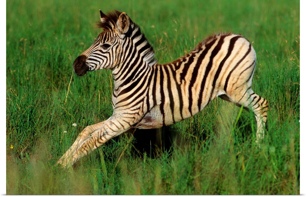 Plains Zebra (Equus quagga) foal stretching, Midmar Game Reserve, Midlands, KwaZulu-Natal, South Africa.
