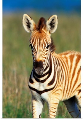 Plains Zebra Foal, Tala Private Reserve, Midlands, Kwazulu-Natal, South Africa