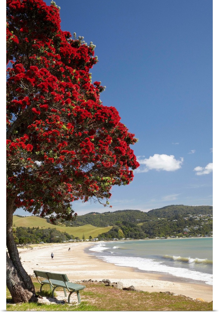 Pohutukawa Tree and Buffalo Beach, Whitianga, Coromandel Peninsula, North Island, New Zealand