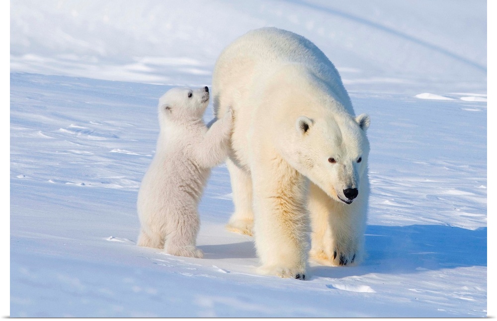 USA, Alaska, North Slope, 1002 area of the Arctic National Wildlife Refuge. Polar bear, Ursus maritimus, sow with spring c...