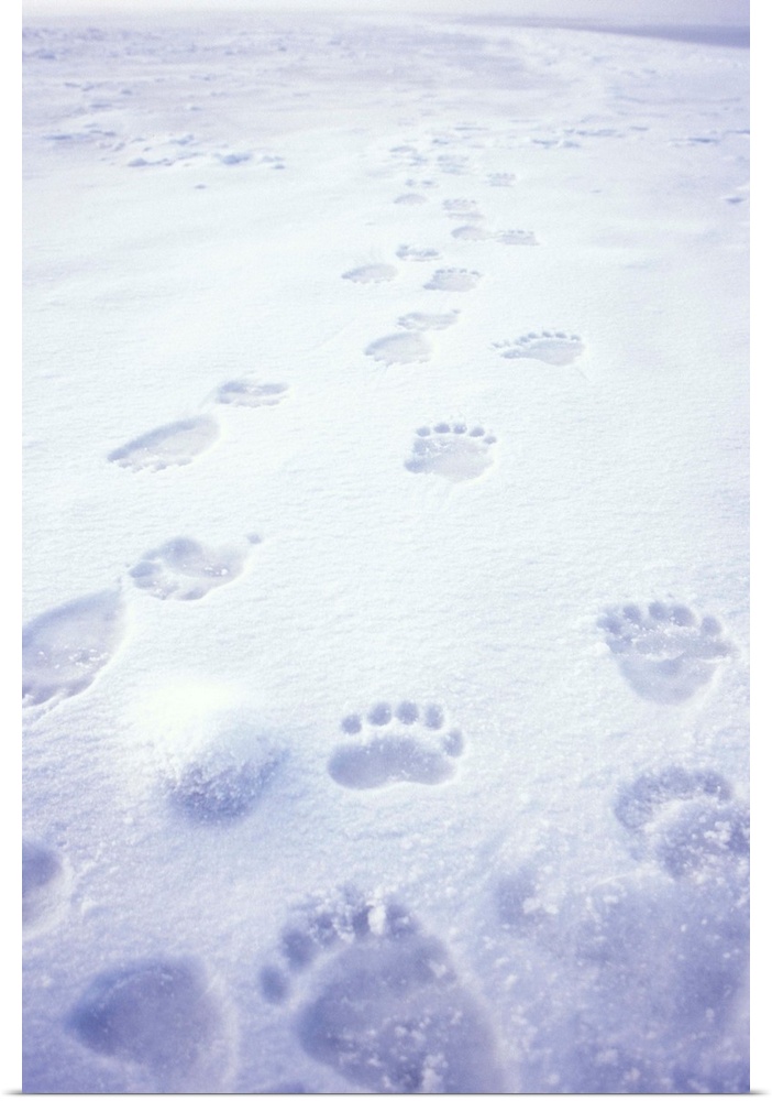 Polar bear (Ursus maritimus) footprints on the pack ice of the frozen coastal plain, 1002 area of the Arctic National Wild...