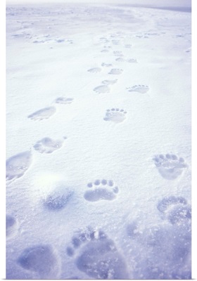 Polar bear footprints on the pack ice of the frozen coastal plain, Alaska