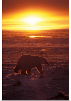 Polar bear on pack ice of frozen coastal plain, Arctic National Wildlife Refuge, Alaska