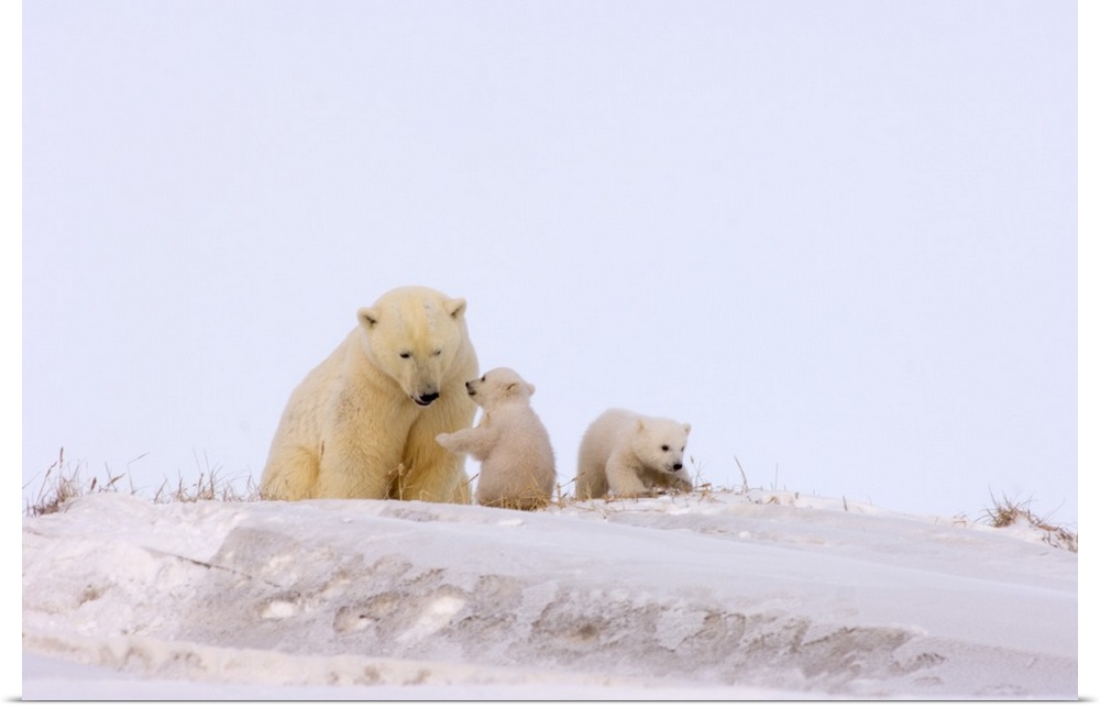 Polar bear (Ursus maritimus), sow playing with her newborn spring cubs outside their den, mouth of Canning River along the...