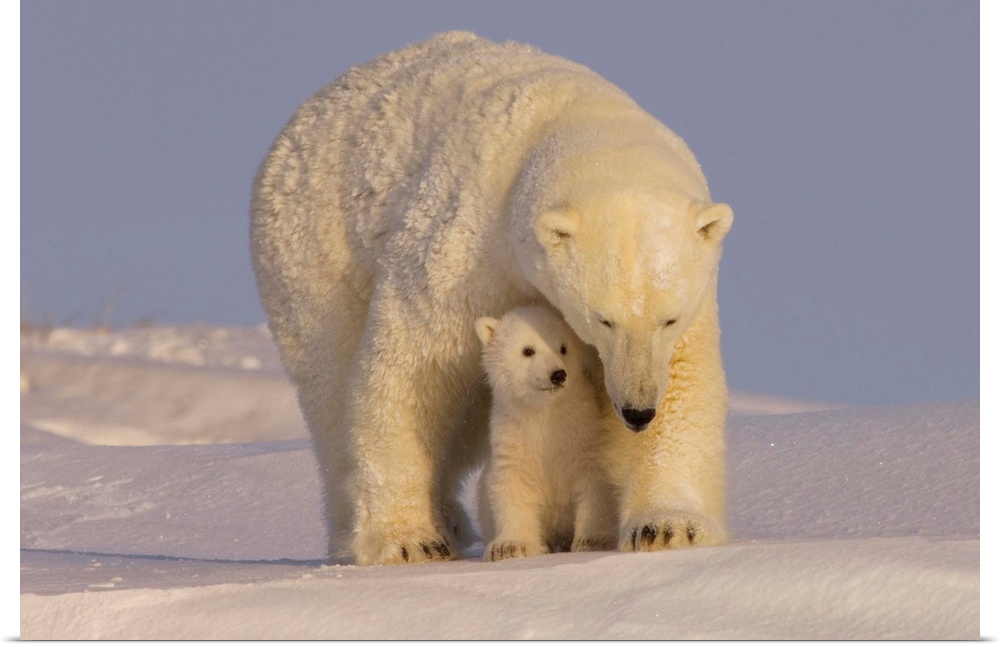 Polar bear sow with newborn spring cubs newly emerged from their den, mouth of Canning River along the Arctic coast, easte...