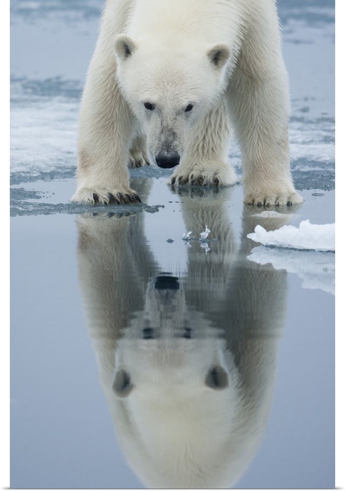 Norway, Svalbard, Nordaustlandet, Polar Bear (Ursus maritimus) reflected in meltwater pond on fjord ice at Sabinebukta Bay...