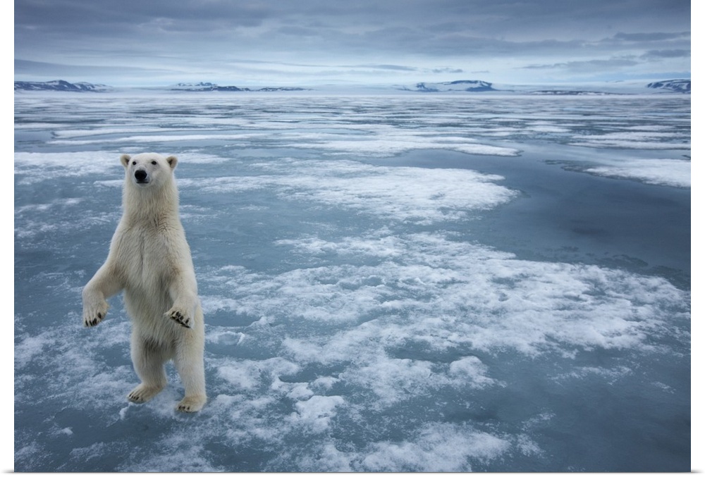Norway, Svalbard, Nordaustlandet, Polar Bear (Ursus maritimus) standing upright on fjord ice at Sabinebukta Bay at Irminge...