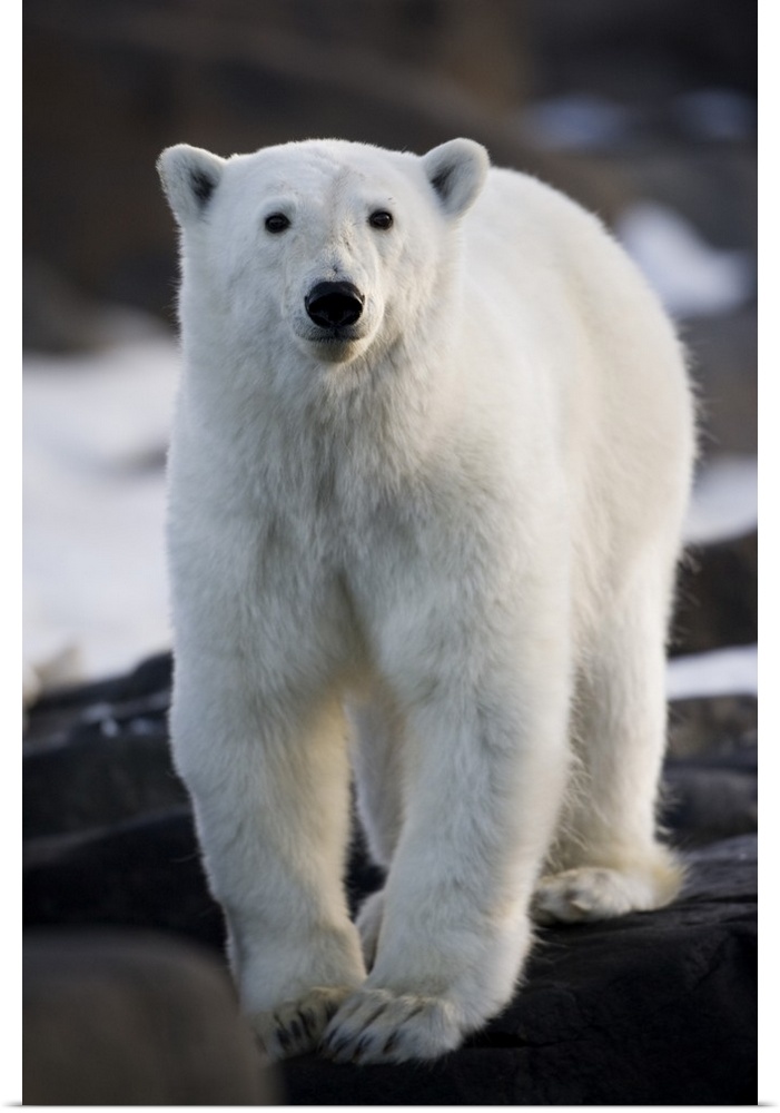 Norway, Svalbard, Lang..ya Island, Young Polar Bear (Ursus maritimus) sticks out tongue while walking along basalt cliffs ...