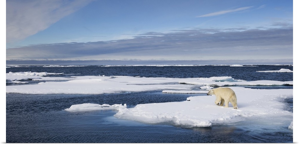 Norway, Svalbard, Spitsbergen Island, Polar Bear (Ursus maritimus) running across snow-covered icebergs along northern coa...