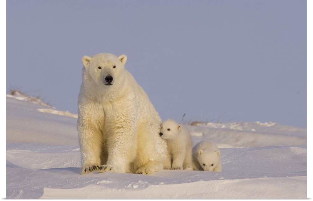 Polar bear (Ursus maritimus), sow with newborn spring cubs newly emerged from their den, mouth of Canning River along the ...