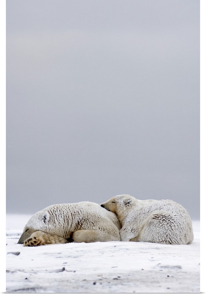 Polar bear (Ursus maritimus), sow with cub sleeping on the pack ice, 1002 coastal plain, Arctic National Wildlife Refuge, ...